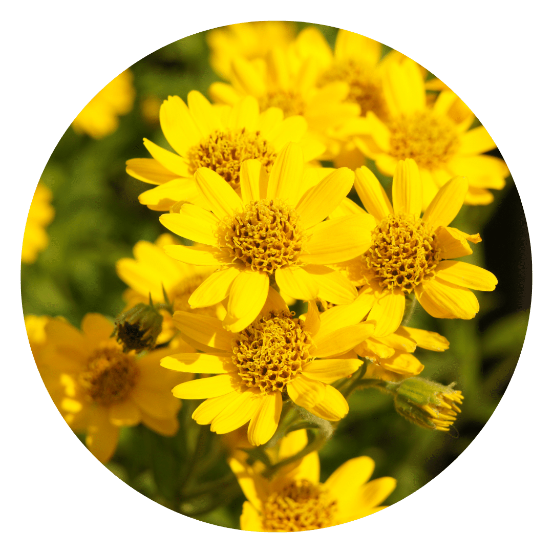 Arnica