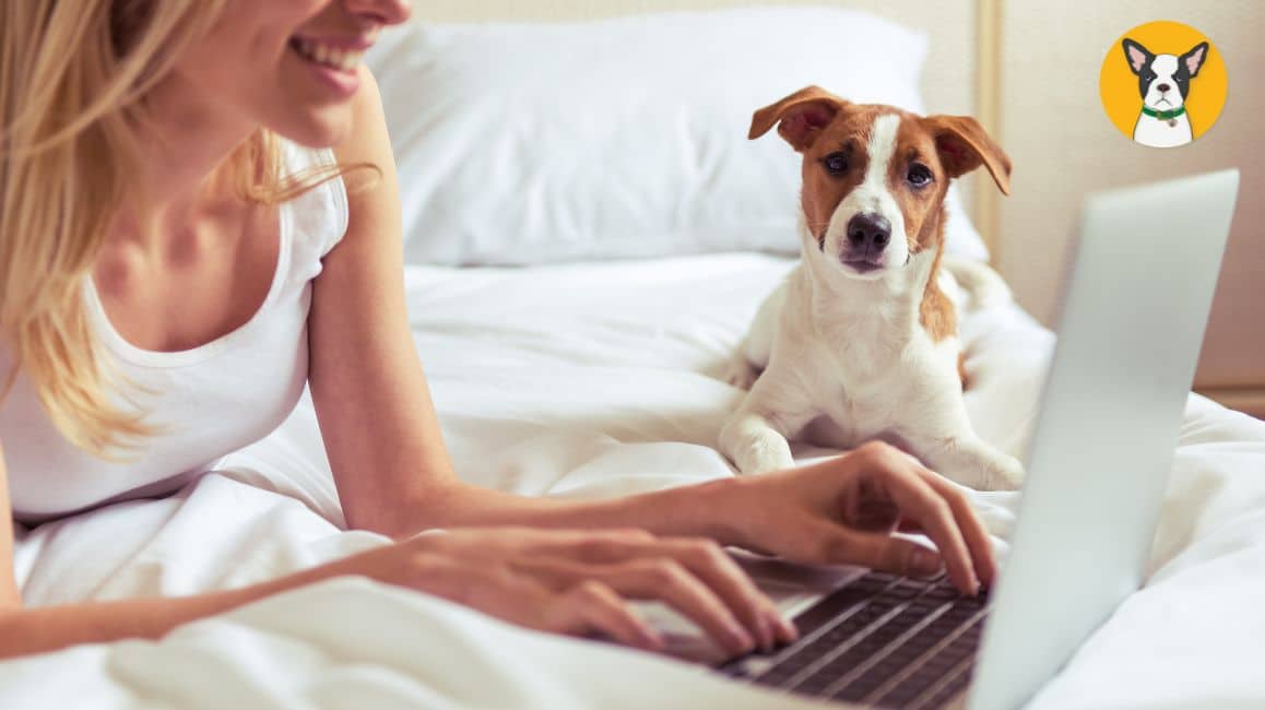 hemp guide for pets pet parents